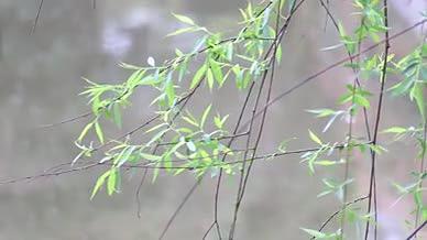 春天雨天柳树灌木黄色小花实拍视频视频的预览图